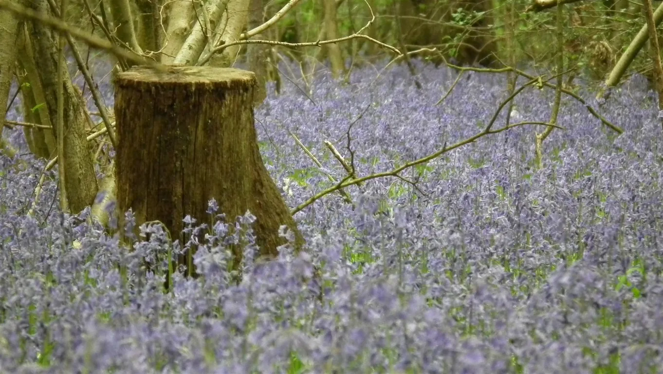 E01 finemere wood, quainton 1 may (18)